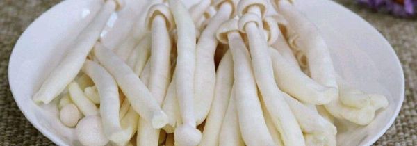 海鲜菇不能跟什么一起吃