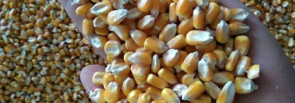 玉米粒怎么冷冻保存