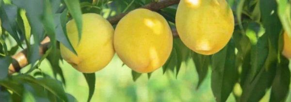 黄桃可以和牛奶榨汁吗