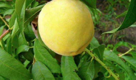 黄桃可以和牛奶榨汁吗