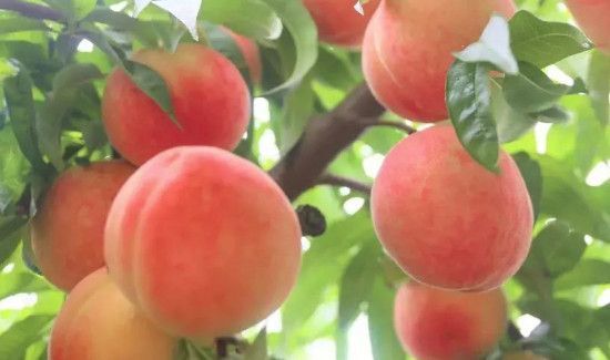 蜂蜜和桃子能一起吃吗