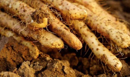 脆山药和铁棍山药的区别