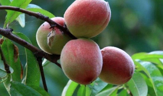 吃了西瓜可以吃桃子吗