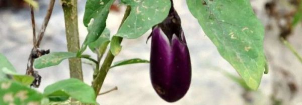 土豆和茄子能一起吃吗