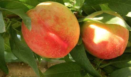 桃子储存要不要放冰箱