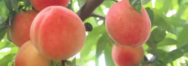 桃子储存要不要放冰箱