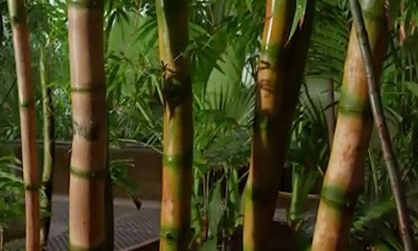 竹子是草还是树