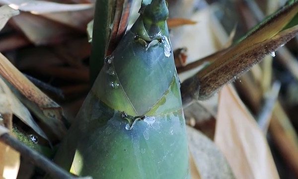 竹子是草还是树