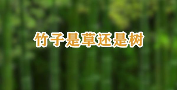 竹子是草还是树