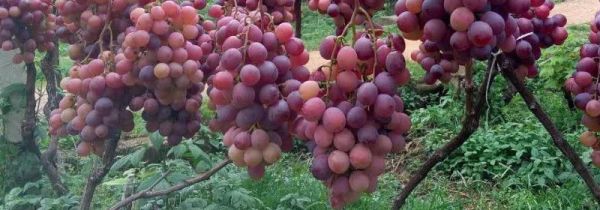 葡萄可以过安检带上飞机吗