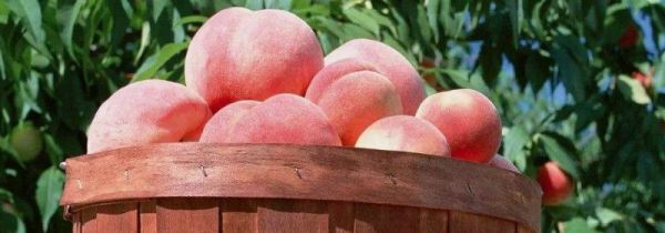 桃子和梨子可以同时吃吗