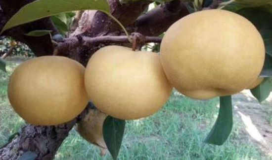 桃子和梨子可以同时吃吗