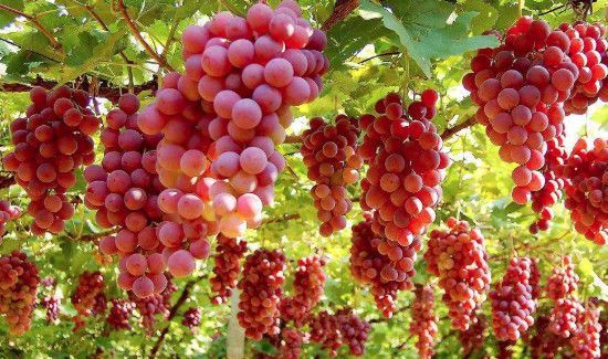 葡萄可以和西瓜一起吃吗