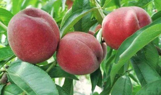 桃子和梨子可以同时吃吗