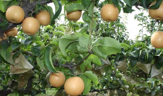 牛奶和梨子能榨汁吗