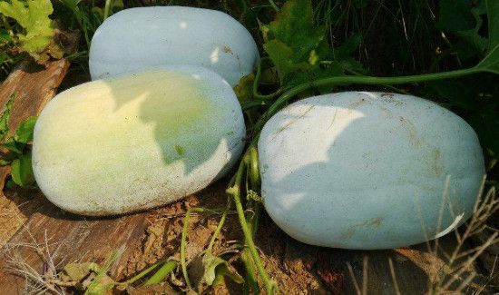 鲫鱼和冬瓜能一起吃吗