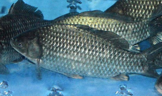 鲫鱼和冬瓜能一起吃吗