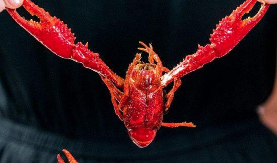 龙虾和西瓜可以一起吃吗