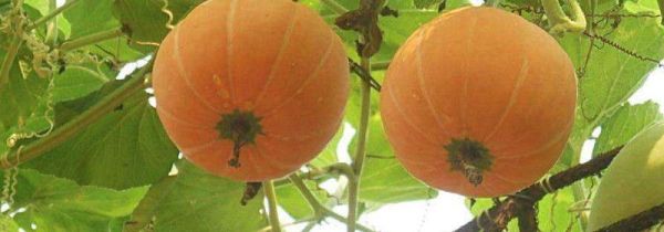 南瓜能和土豆一起吃吗