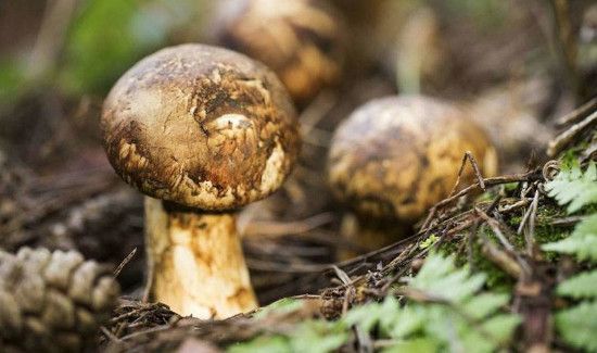 松茸保存前需要清洗吗