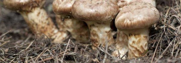 松茸保存前需要清洗吗