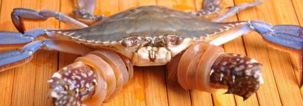 螃蟹和牛肉可以同时吃吗