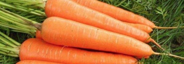 白萝卜和胡萝卜能一起炖排骨吗