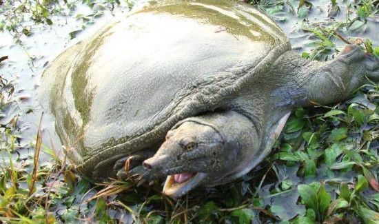 甲鱼死了一天了还能不能吃