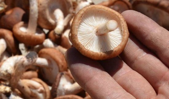 豆角香菇可以一起炒吗