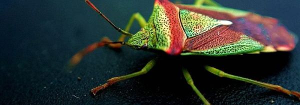 臭虫怕花露水吗