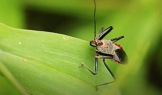 臭虫怕花露水吗
