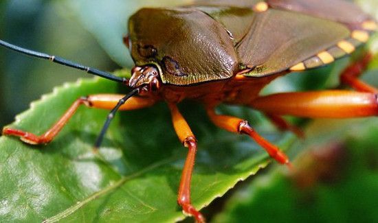 臭虫怕花露水吗