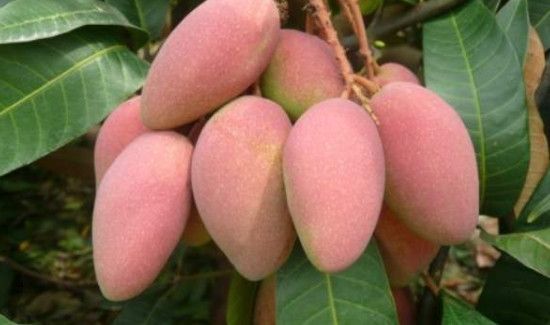 芒果和梨子能一起吃吗