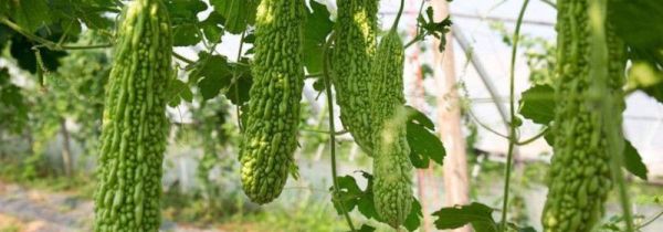 苦瓜能和虾一起吃吗