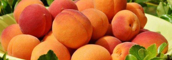 桃子可以和虾一起吃吗