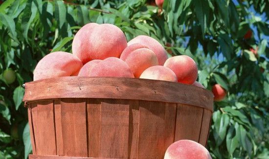 桃子可以和虾一起吃吗