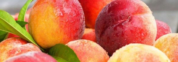 桃子和海鲜能一起吃吗