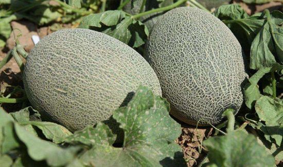 哈密瓜切开放冰箱可以保存几天