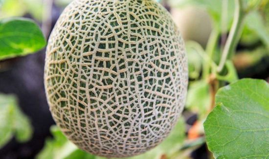 哈密瓜切开放冰箱可以保存几天