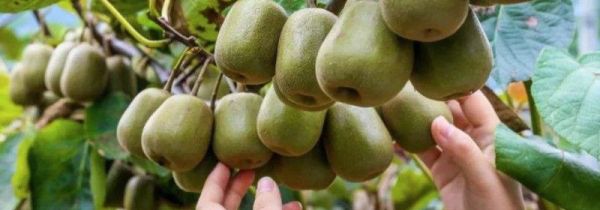 猕猴桃放冰箱用保鲜袋吗