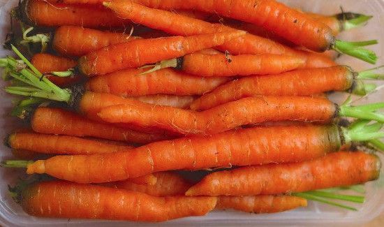 海带胡萝卜能一起吃吗