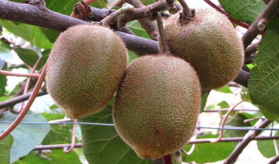 猕猴桃放冰箱用保鲜袋吗