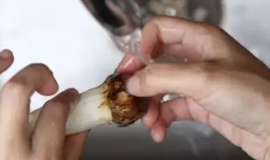 松茸菌的清洗方法