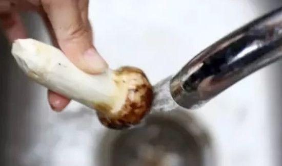 松茸菌的清洗方法
