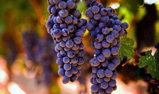 洗好的葡萄隔夜会坏么