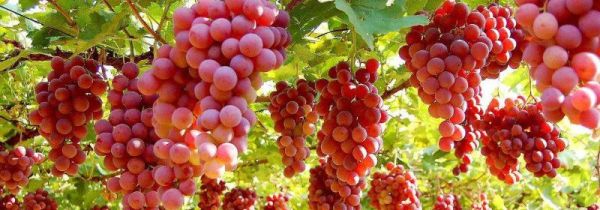 洗好的葡萄隔夜会坏么