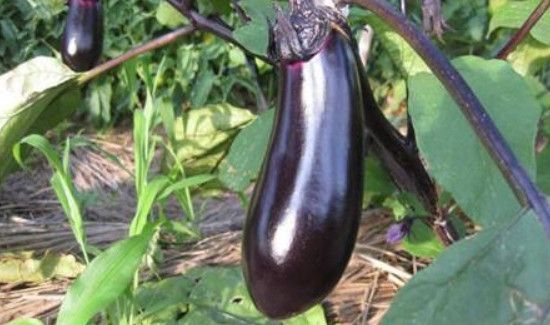 生茄子能直接腌咸菜吗