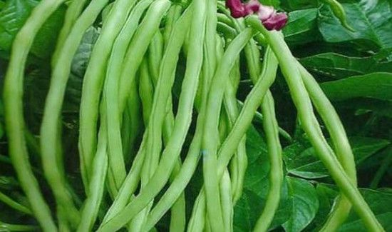 豆角放冰箱能放几天