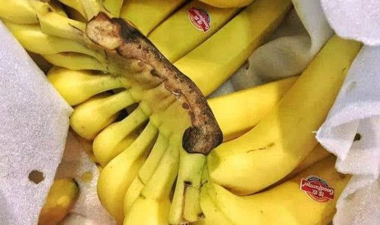 香蕉能不能放冰箱里保存?