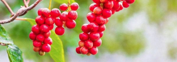 五味子可以泡酒吗